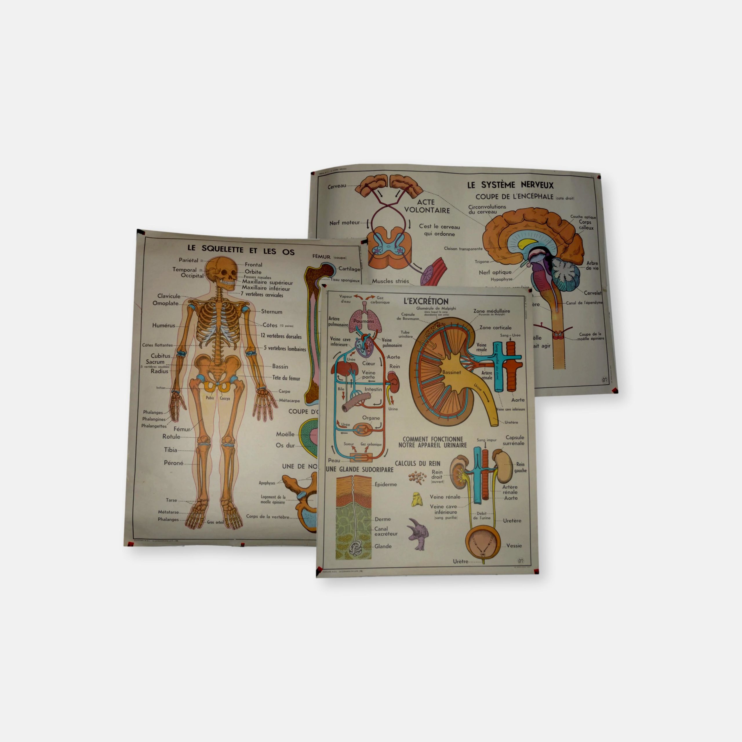 Lot de 3 affiches anatomiques éditions MDI